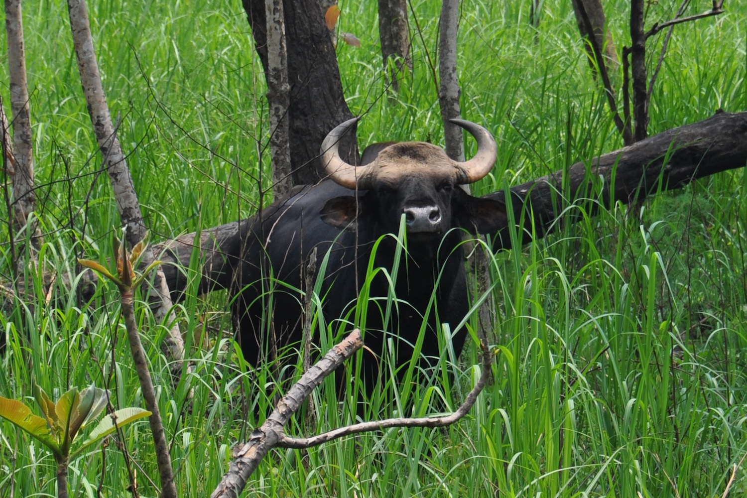 Protecting Nepal’s endangered wild cattle