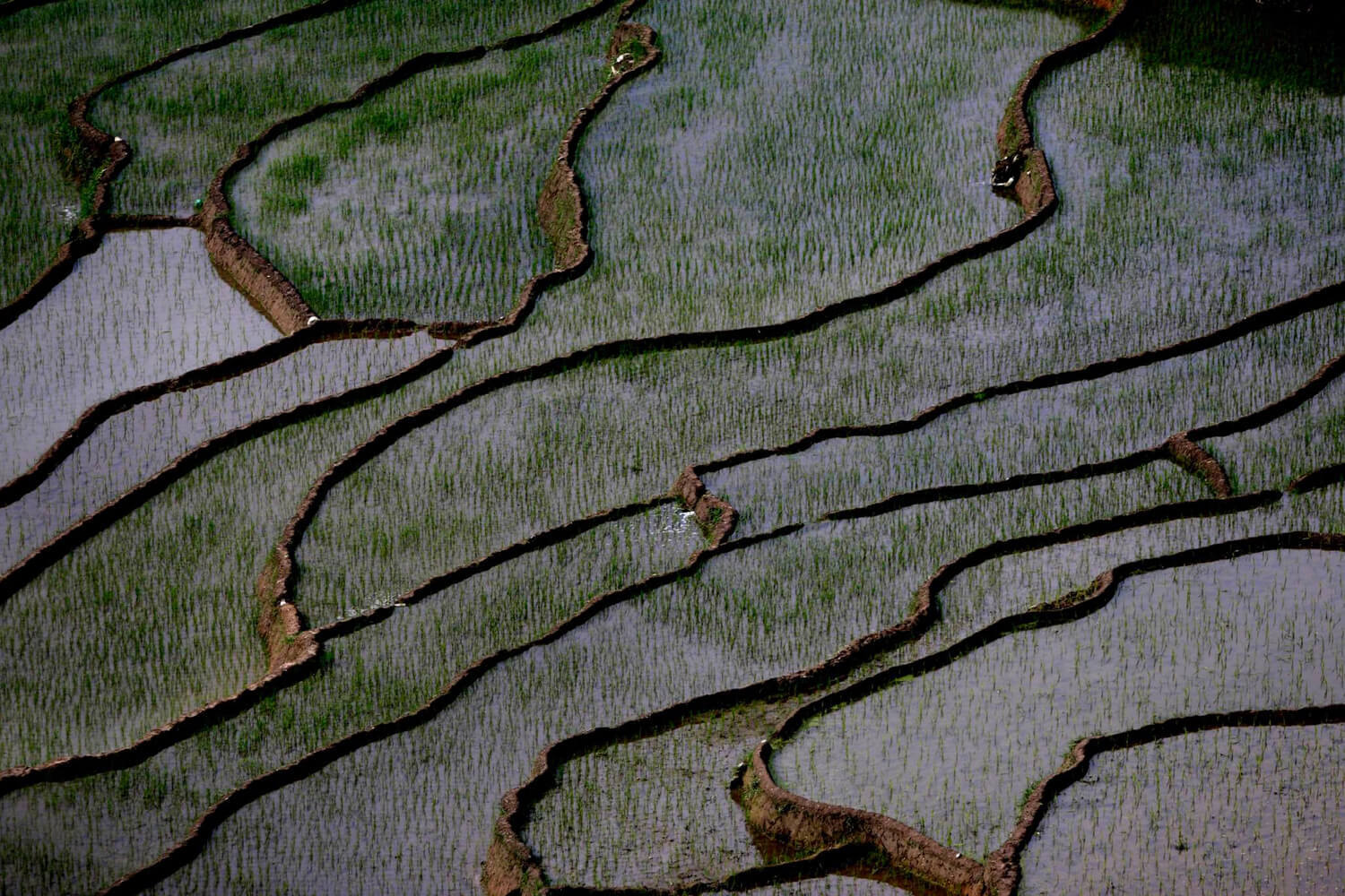 Nepal’s ‘spray and pray’ approach to agriculture