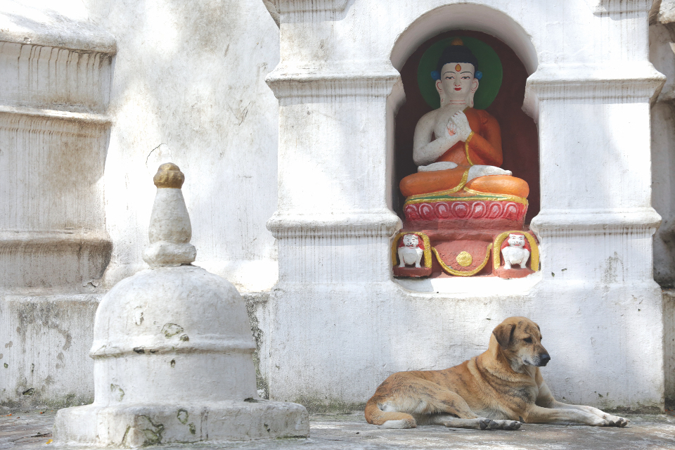 Kathmandu’s street-smart dogs