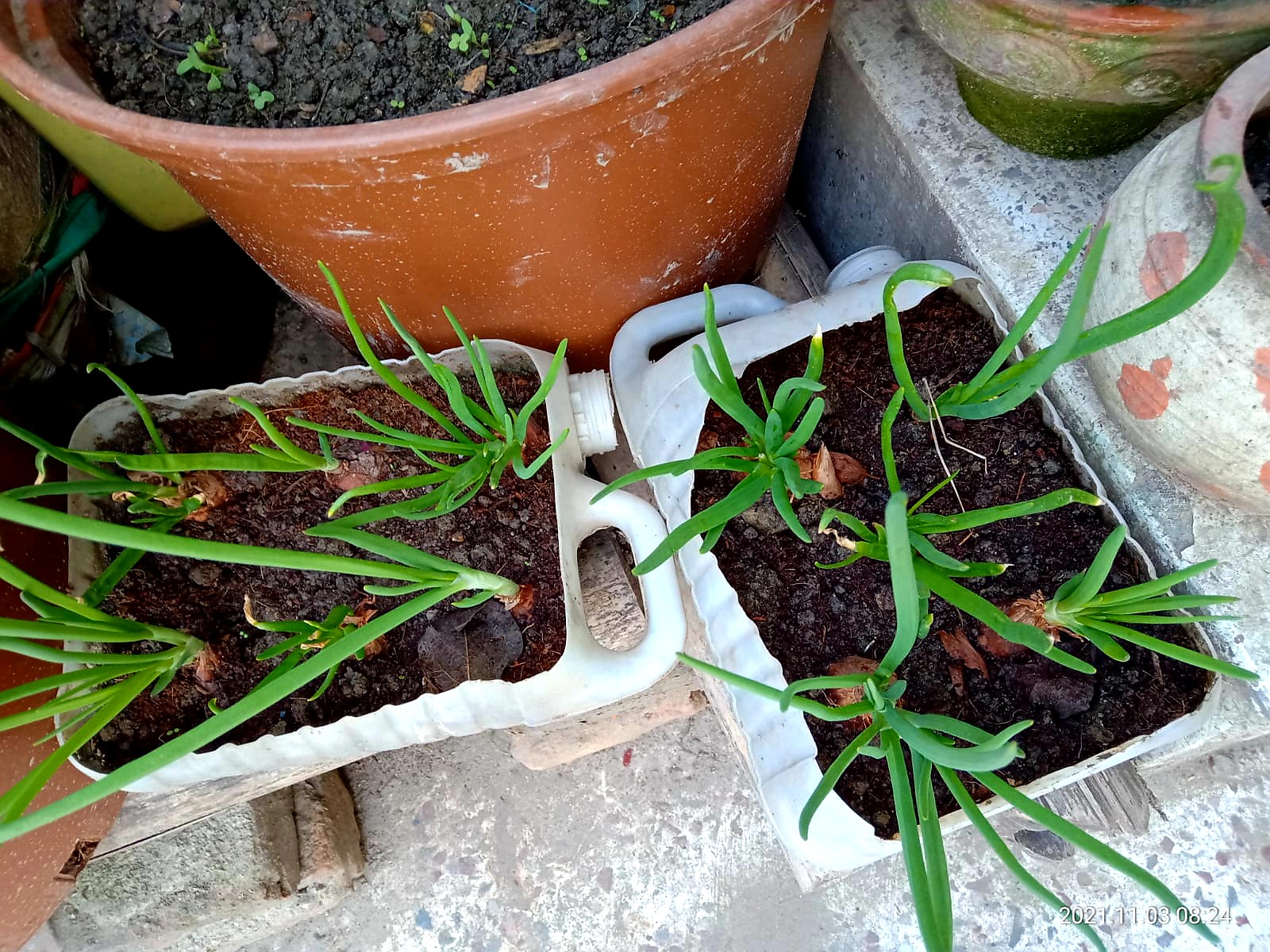 Rooftop agriculture on the roof of the world