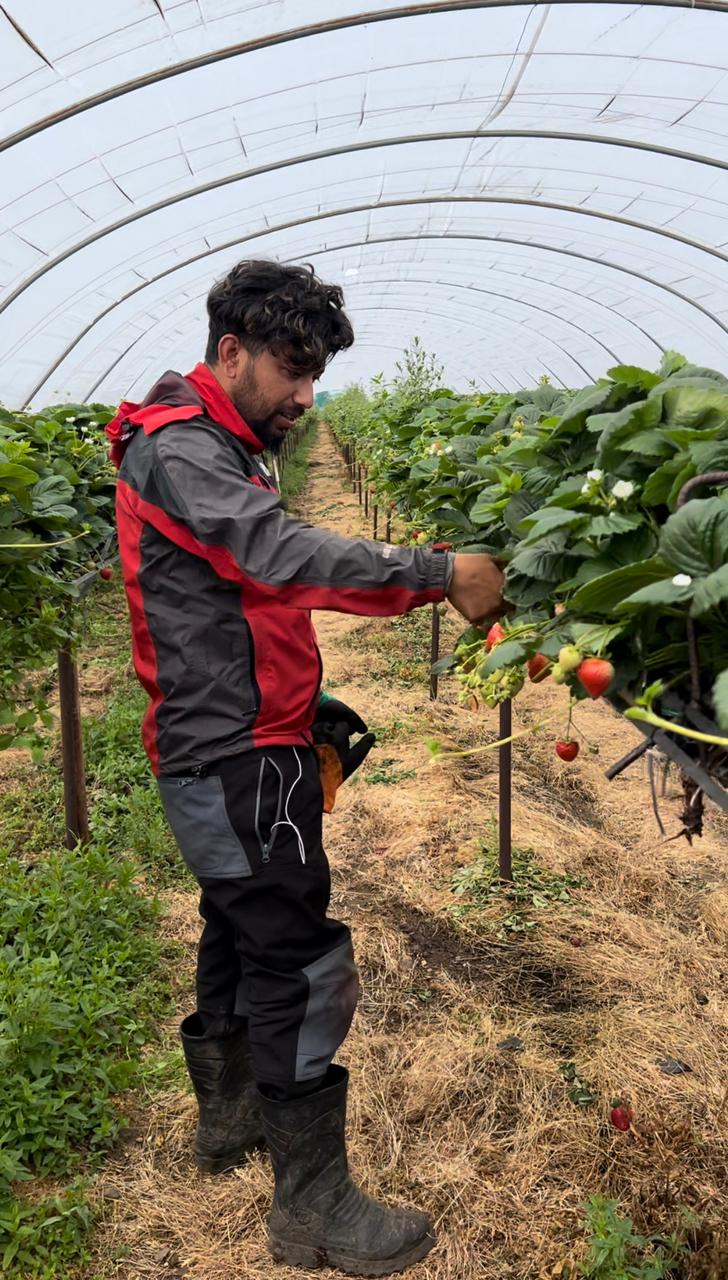 Nepalis picking berries in Scotland