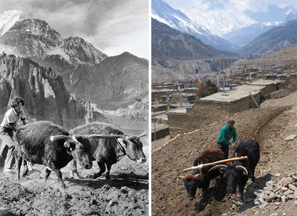 Back to Manang after 43 years