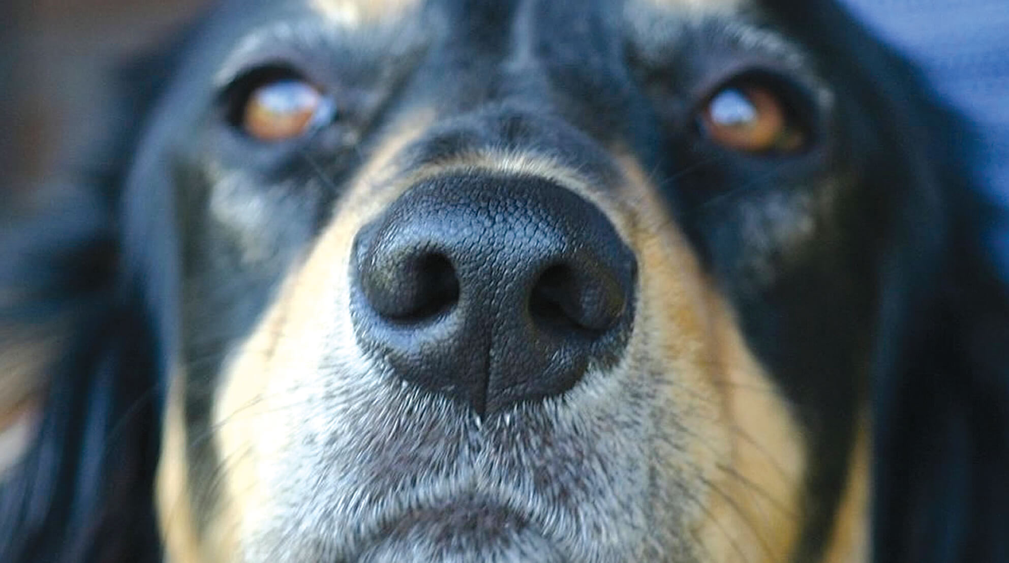 In realms of the senses