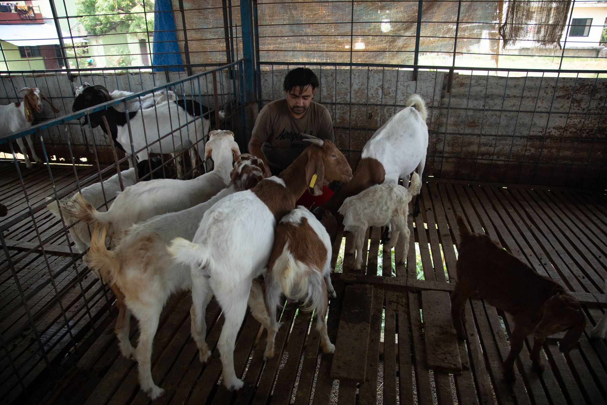 Down on Bishnu's farm