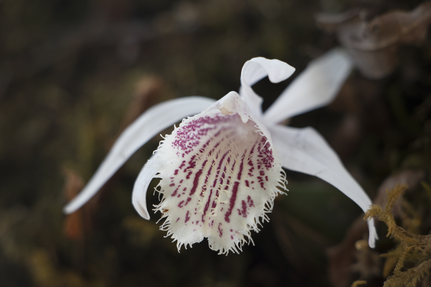 Save Nepal’s orchids