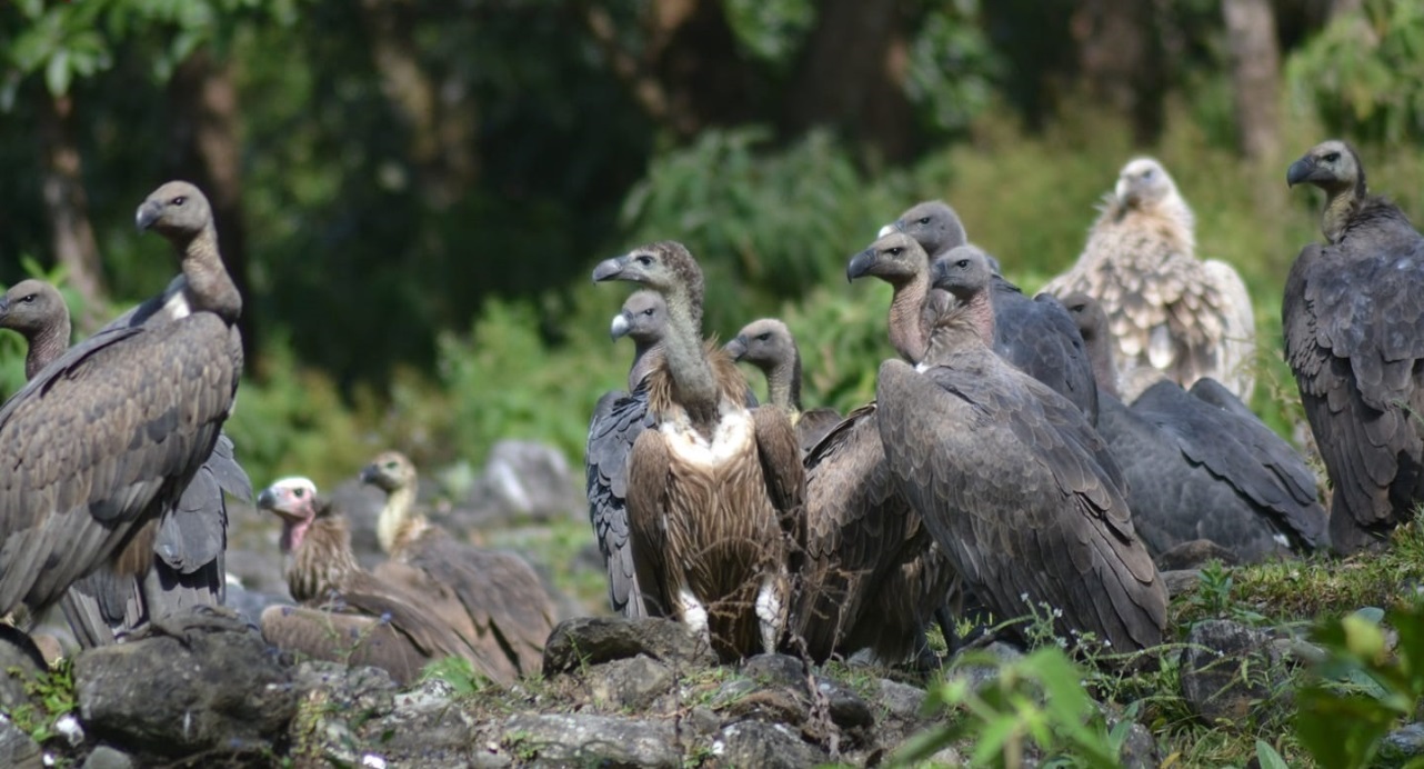 Only vultures left behind