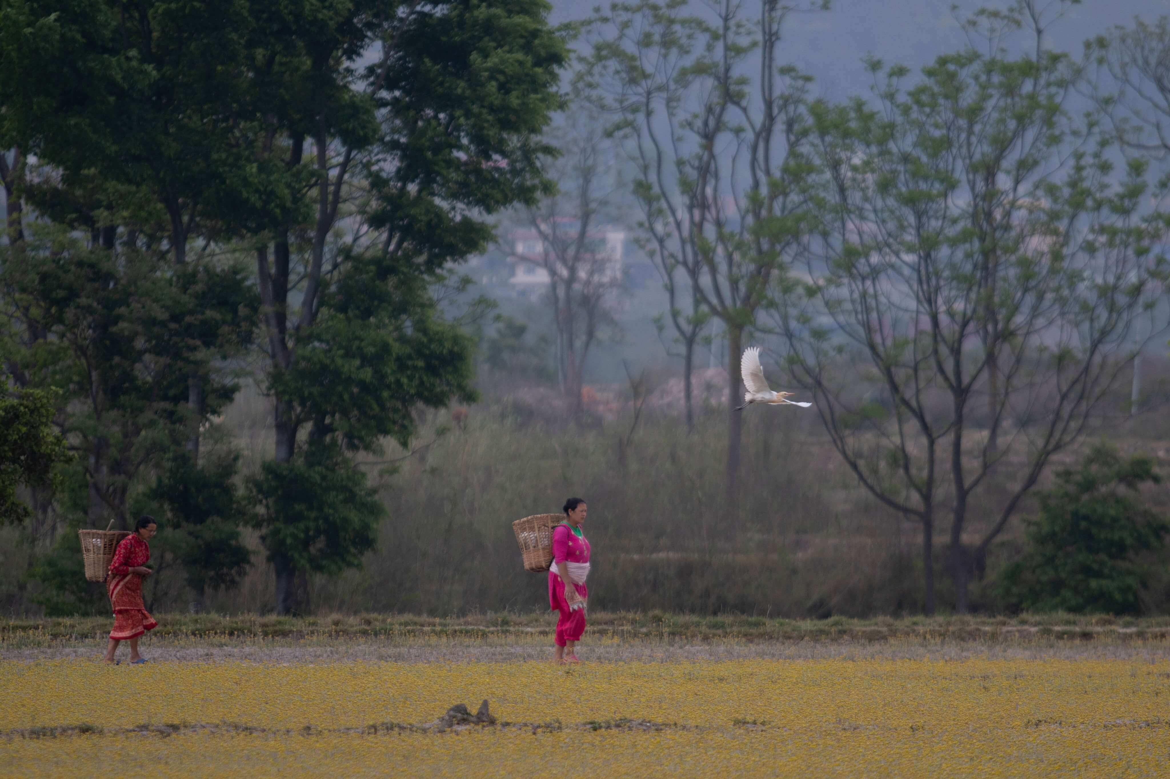 Alternative investments to attract FDI