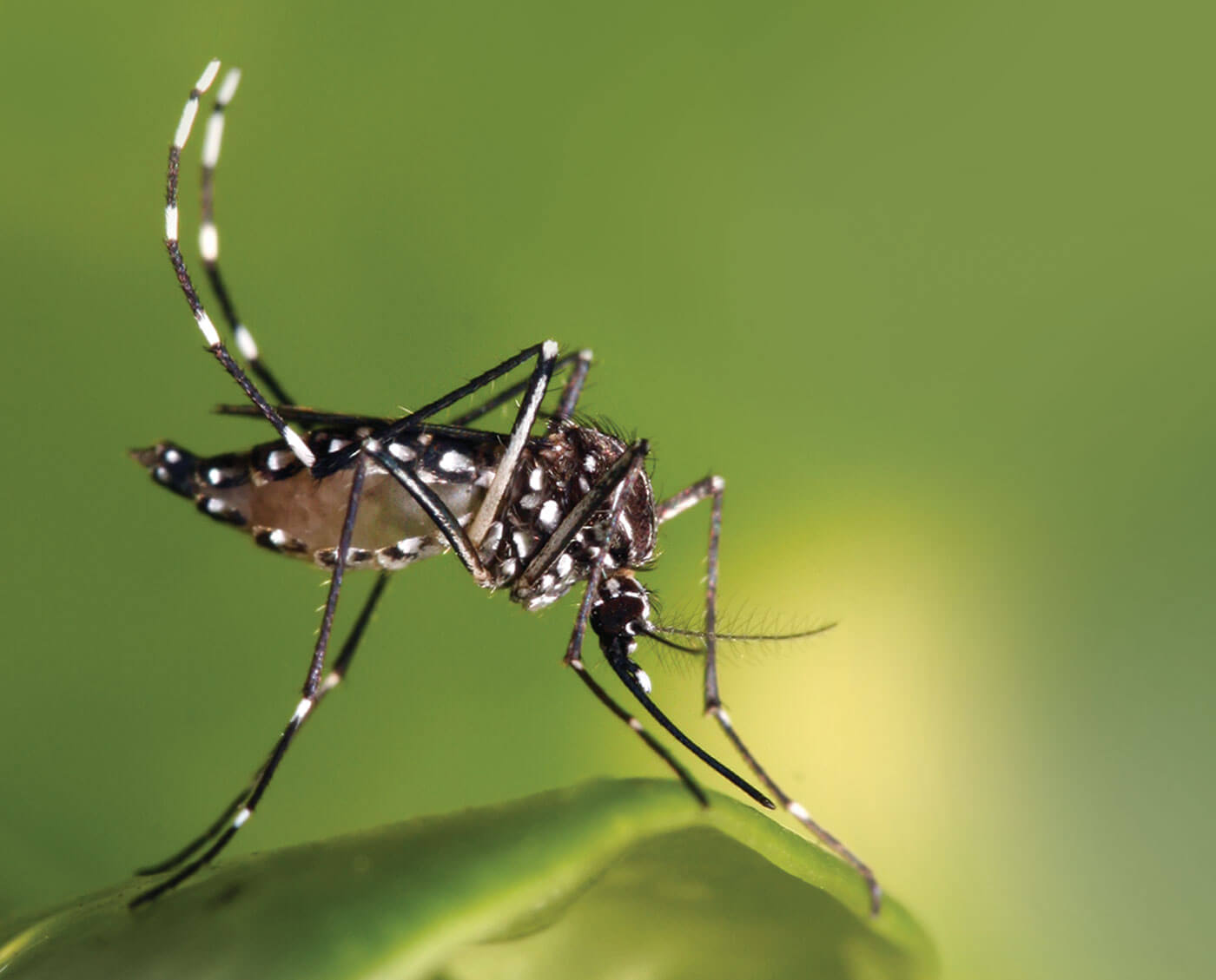 Dengue danger returns with monsoon