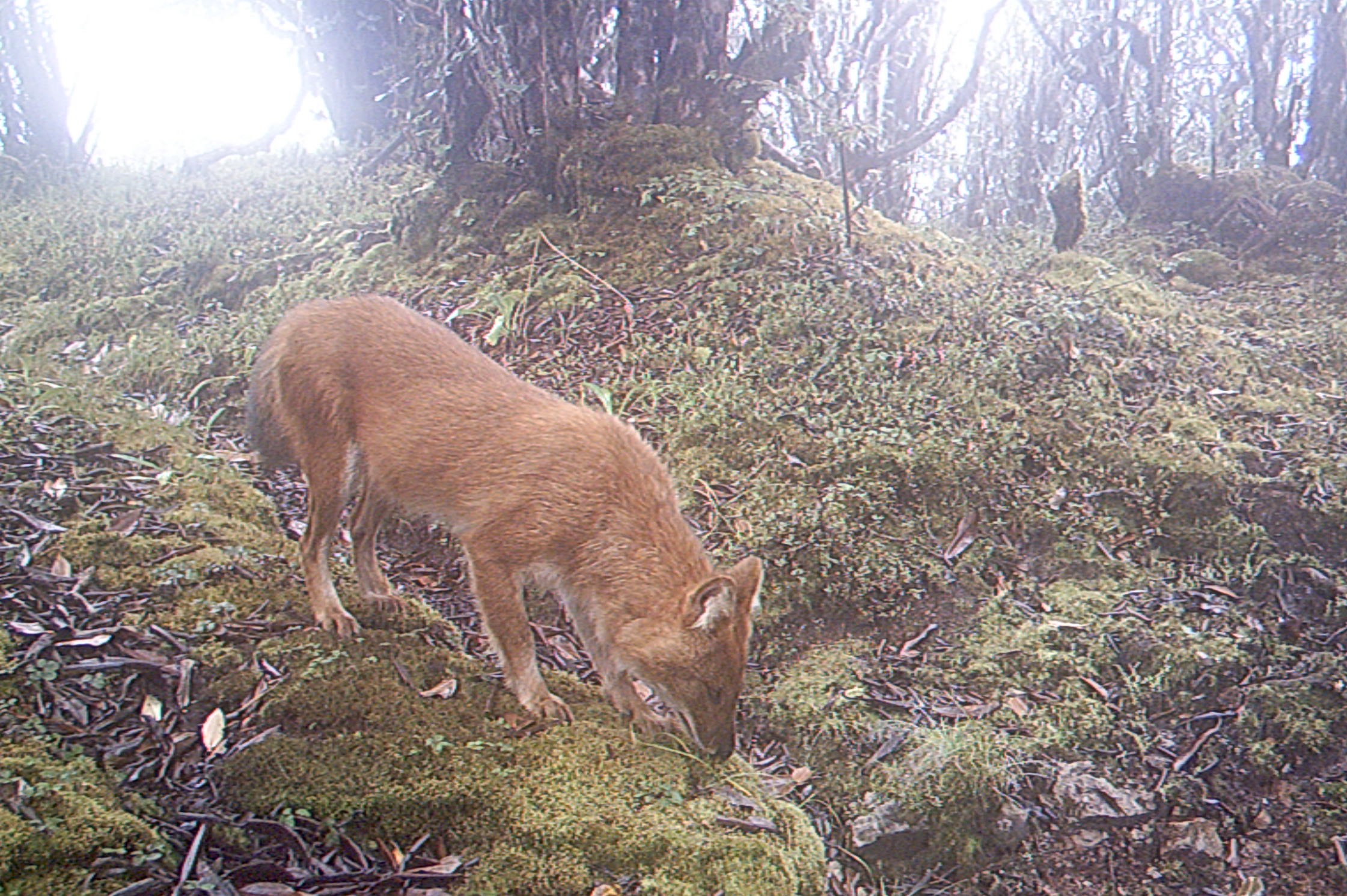 Nepal’s wild dogs also need to be saved