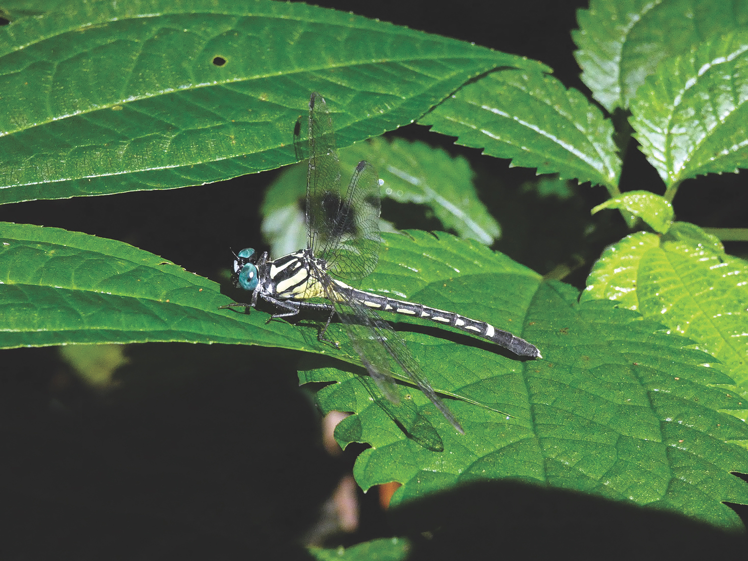Saving Dragonflies to save Pokhara