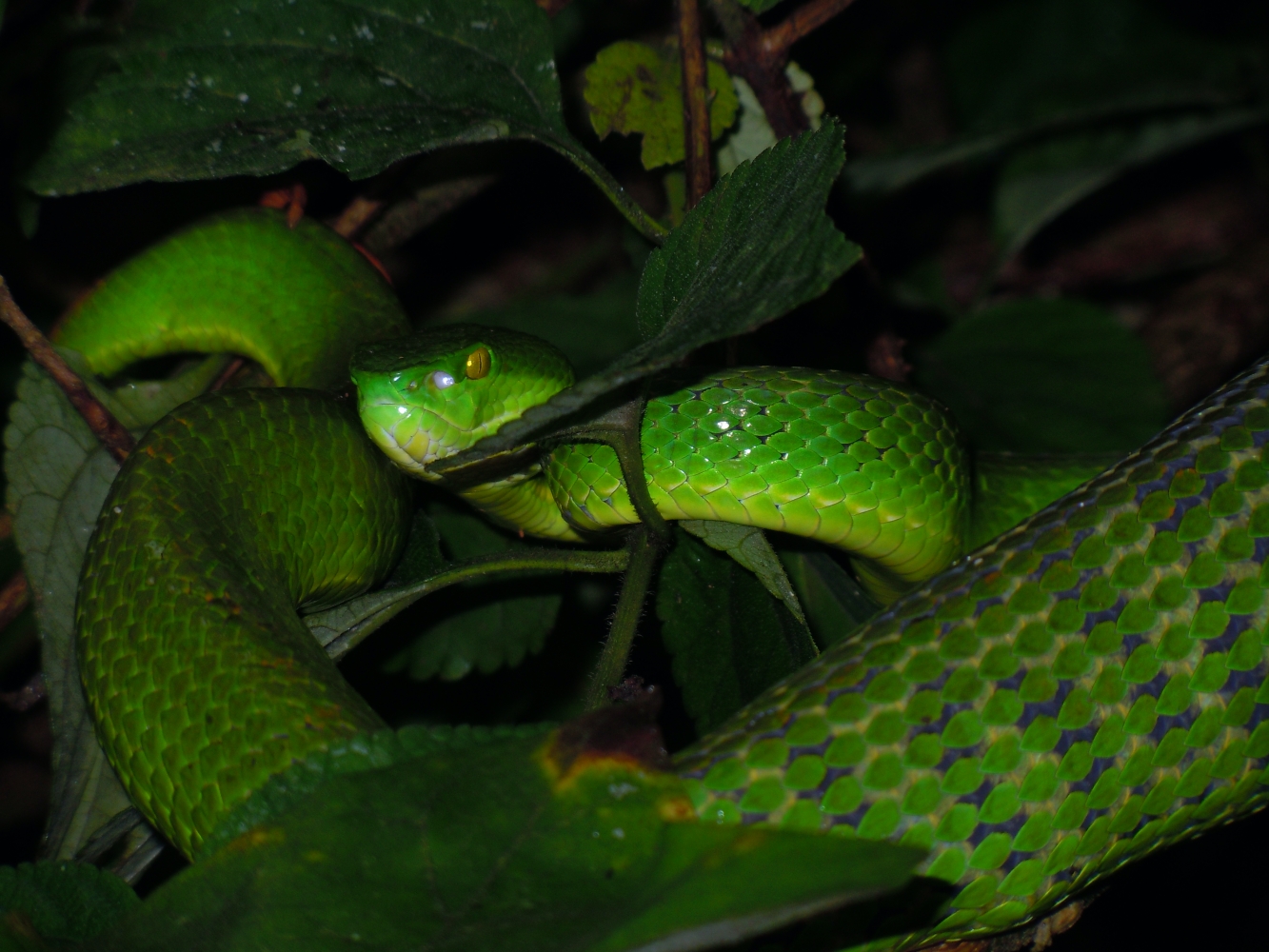 Where wild things are