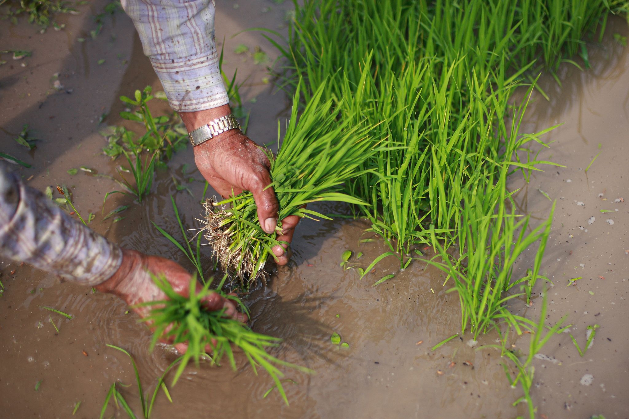 Food security is national security