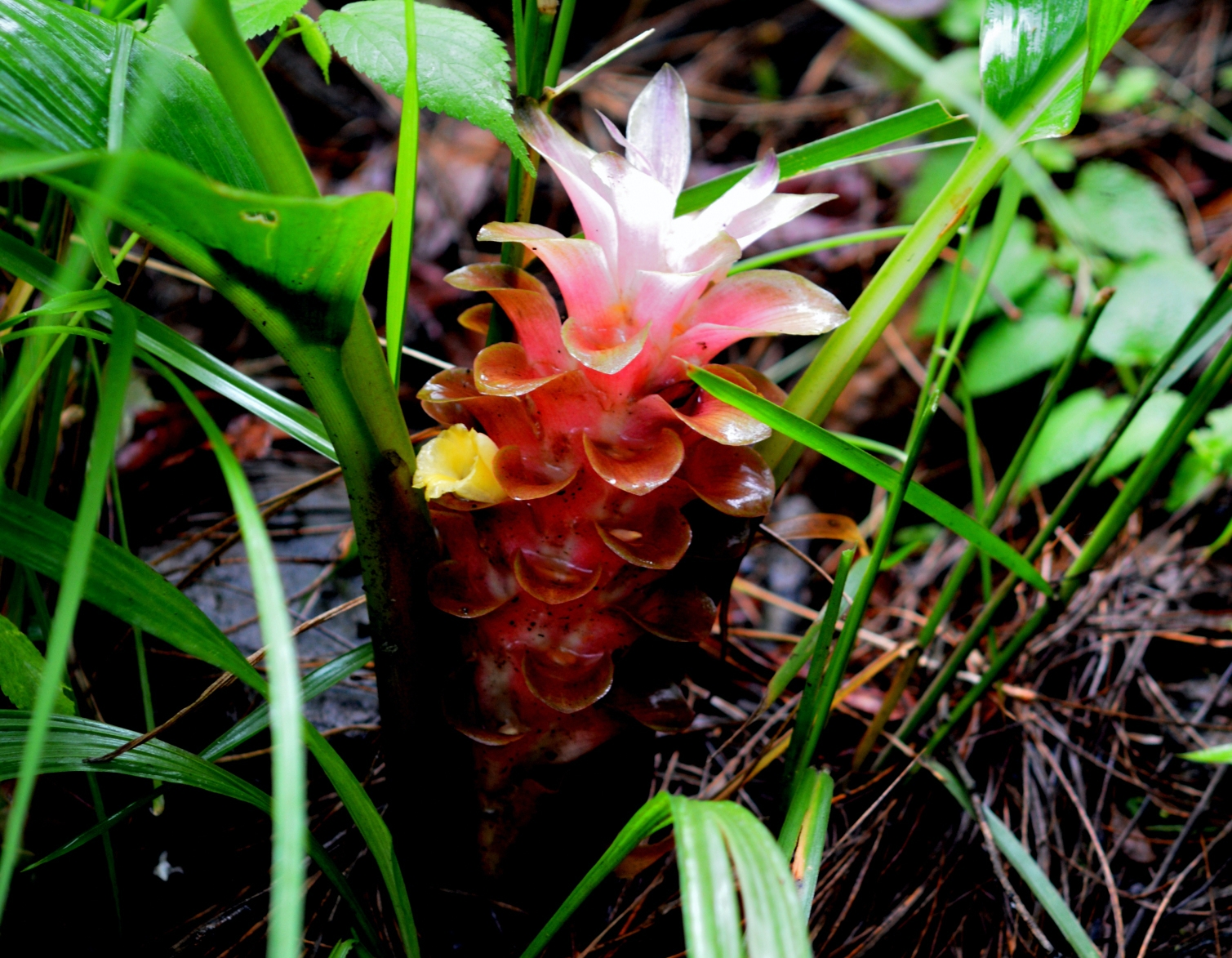 New turmeric species in Nepal