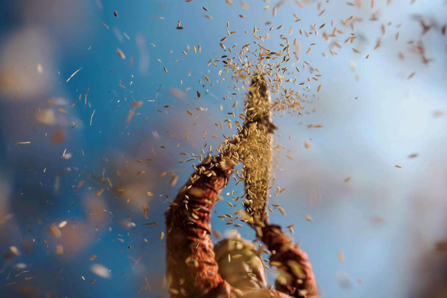 Paddy production falls in west Nepal