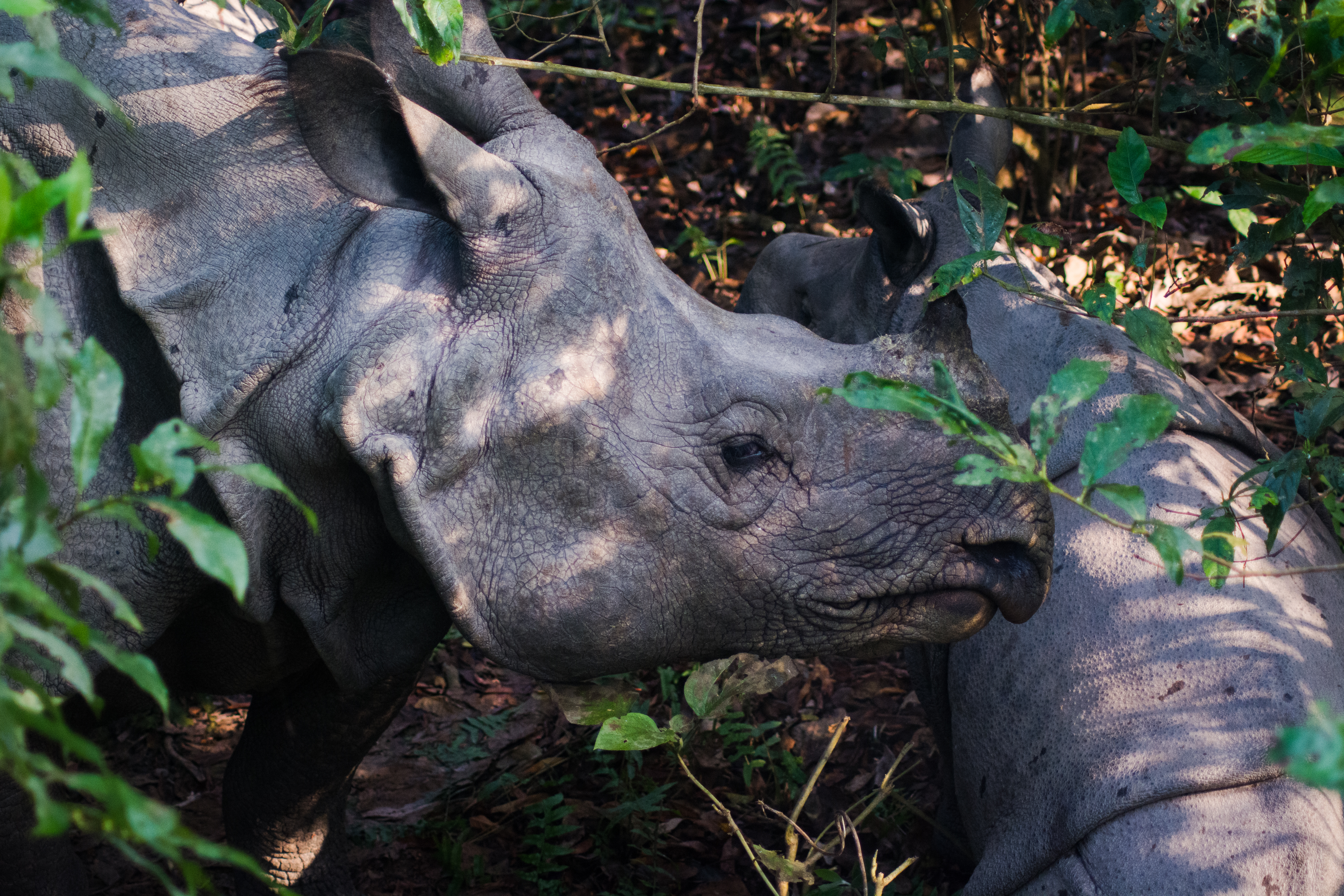 Nepal’s wildlife at risk from drug resistance