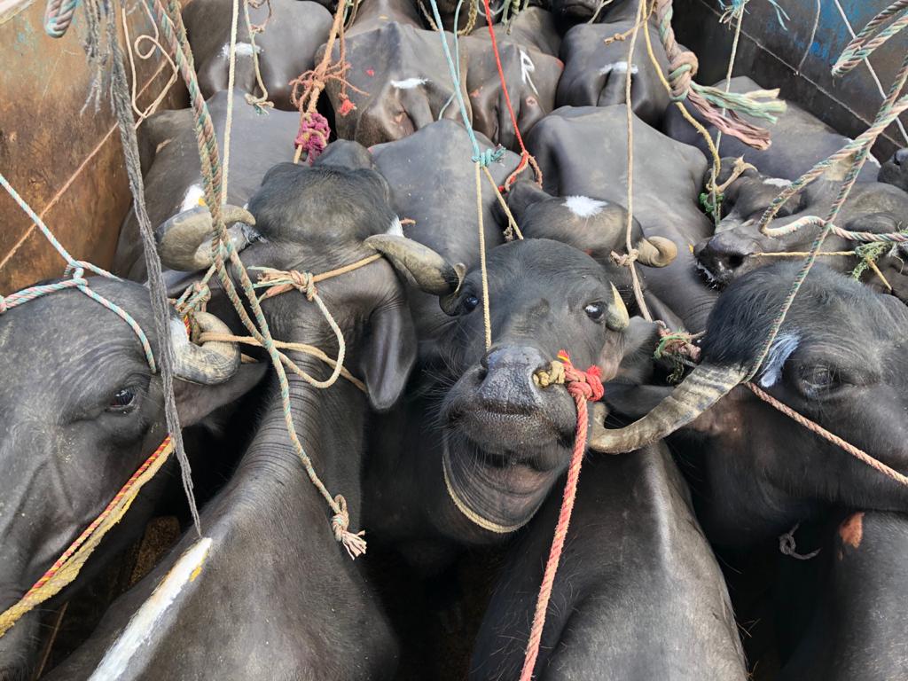 Be kind to buffaloes