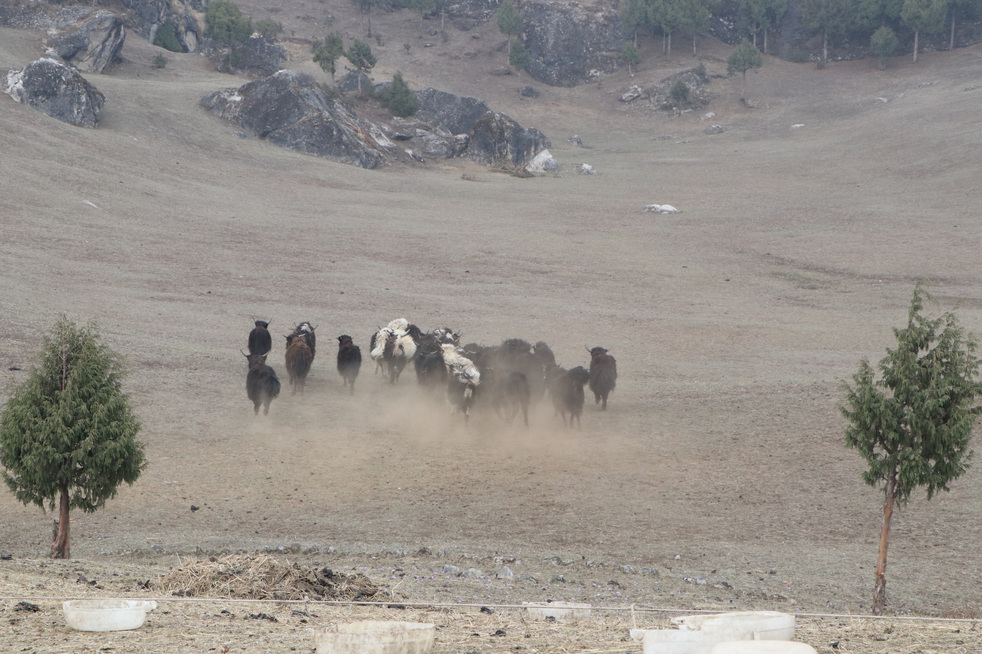 When yaks go, so does culture