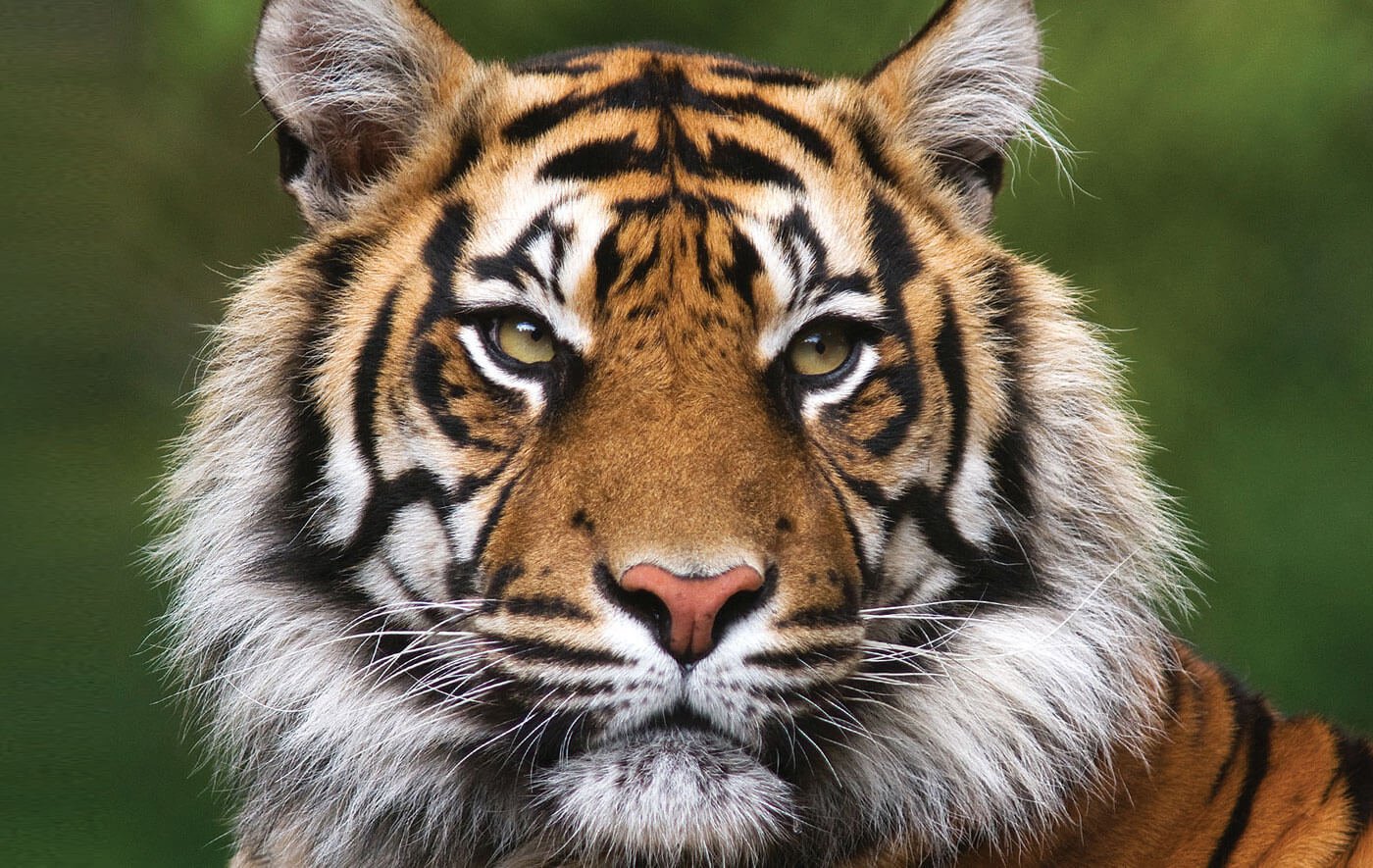 Does Nepal really have too many tigers?