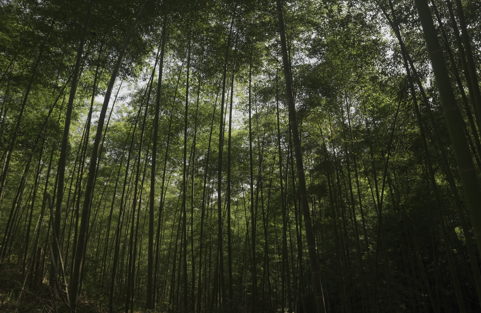 Versatile bamboo reduces climate risk