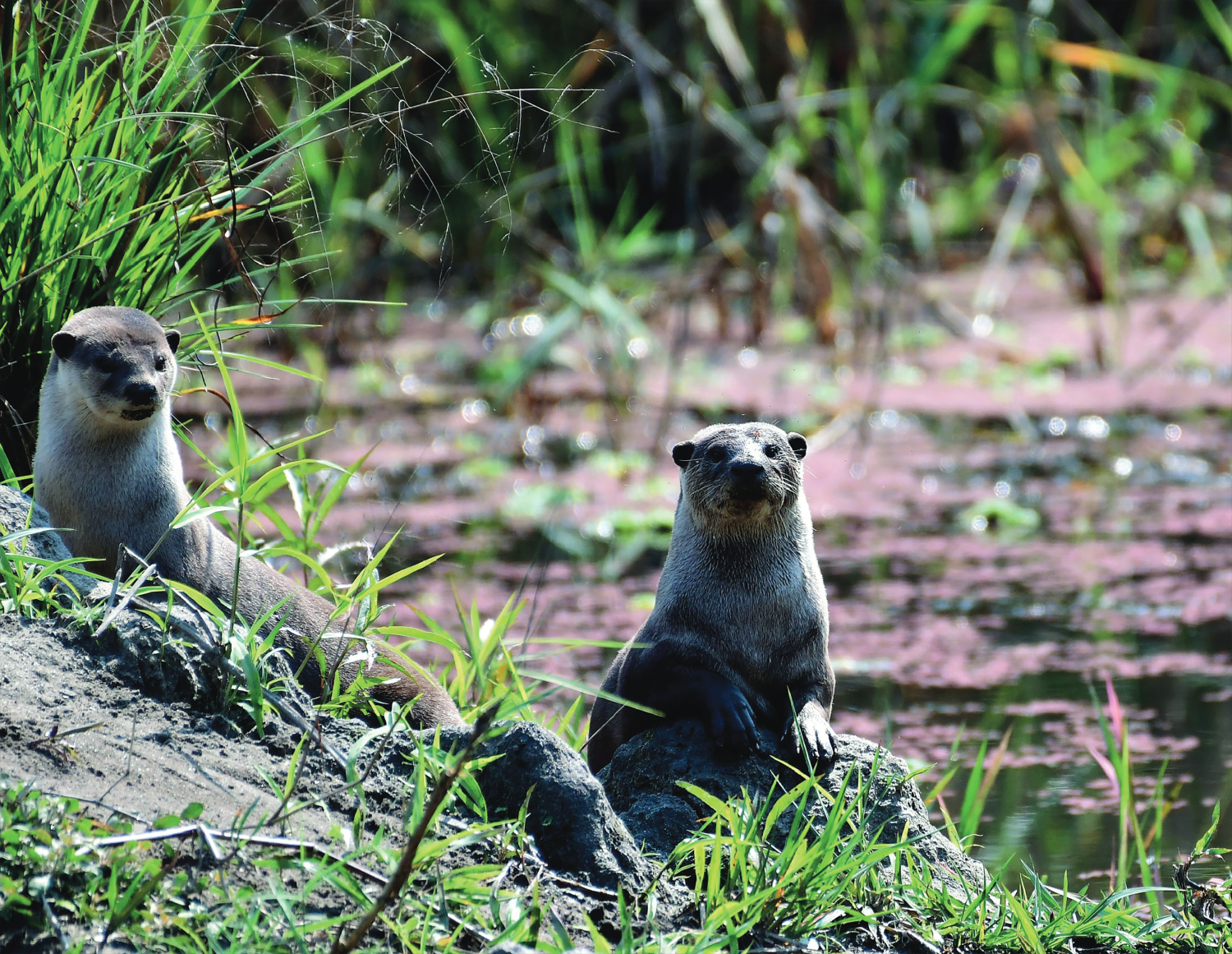 Saving the Karnali otters