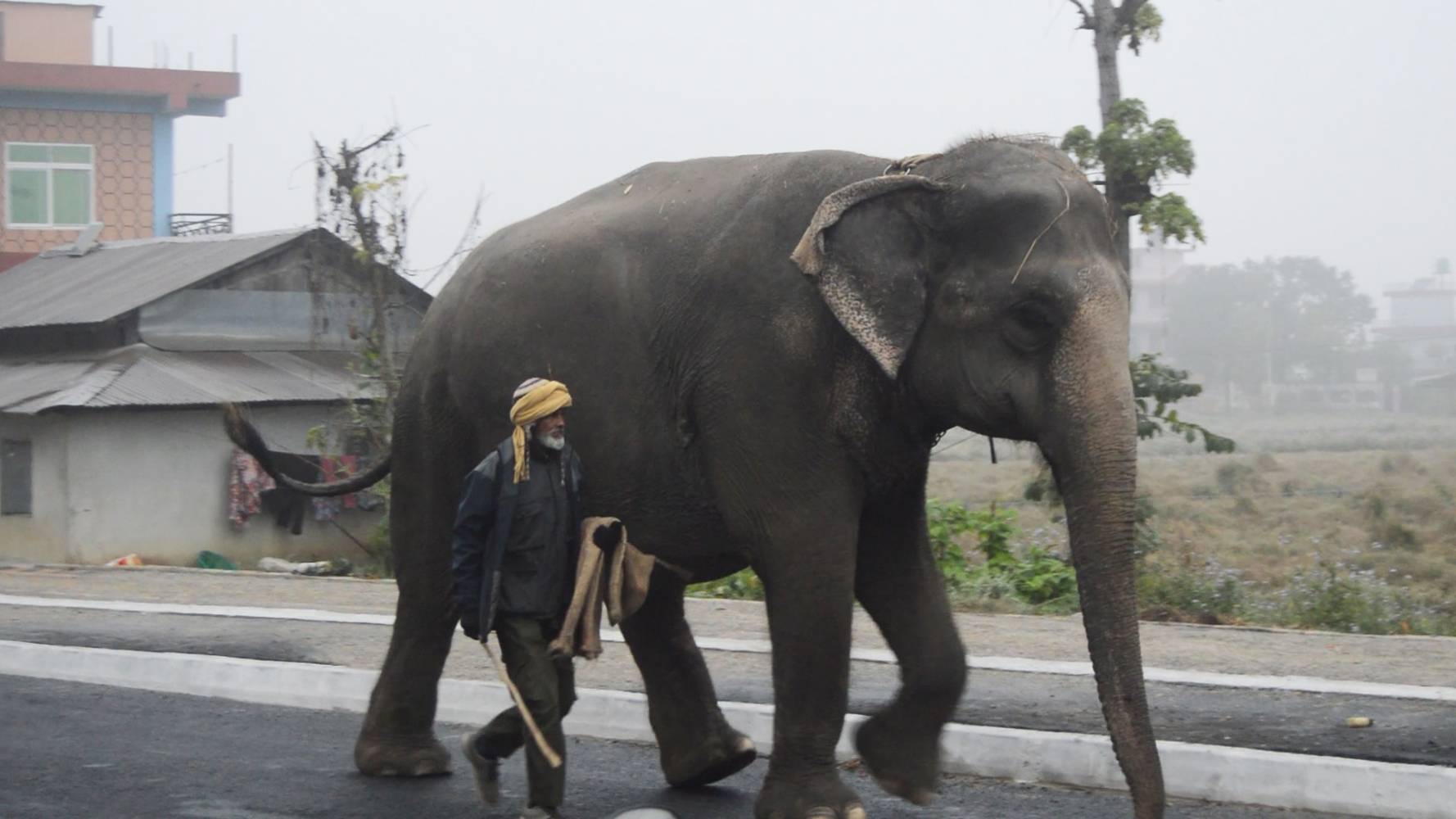 Elephants become white elephants