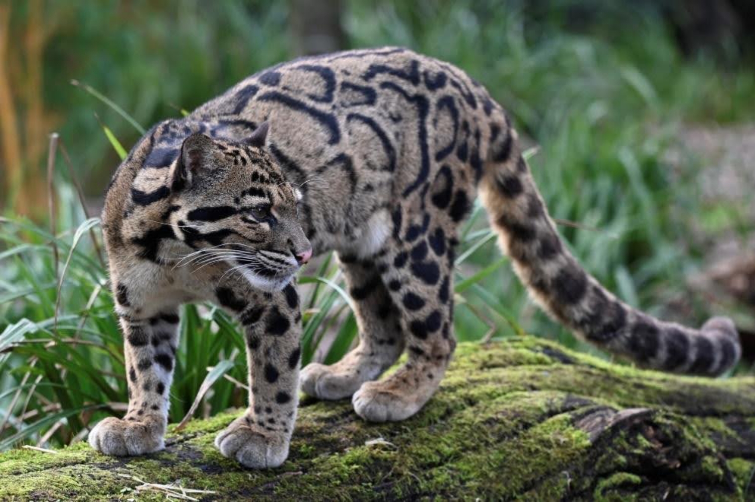 Leopards in the clouds