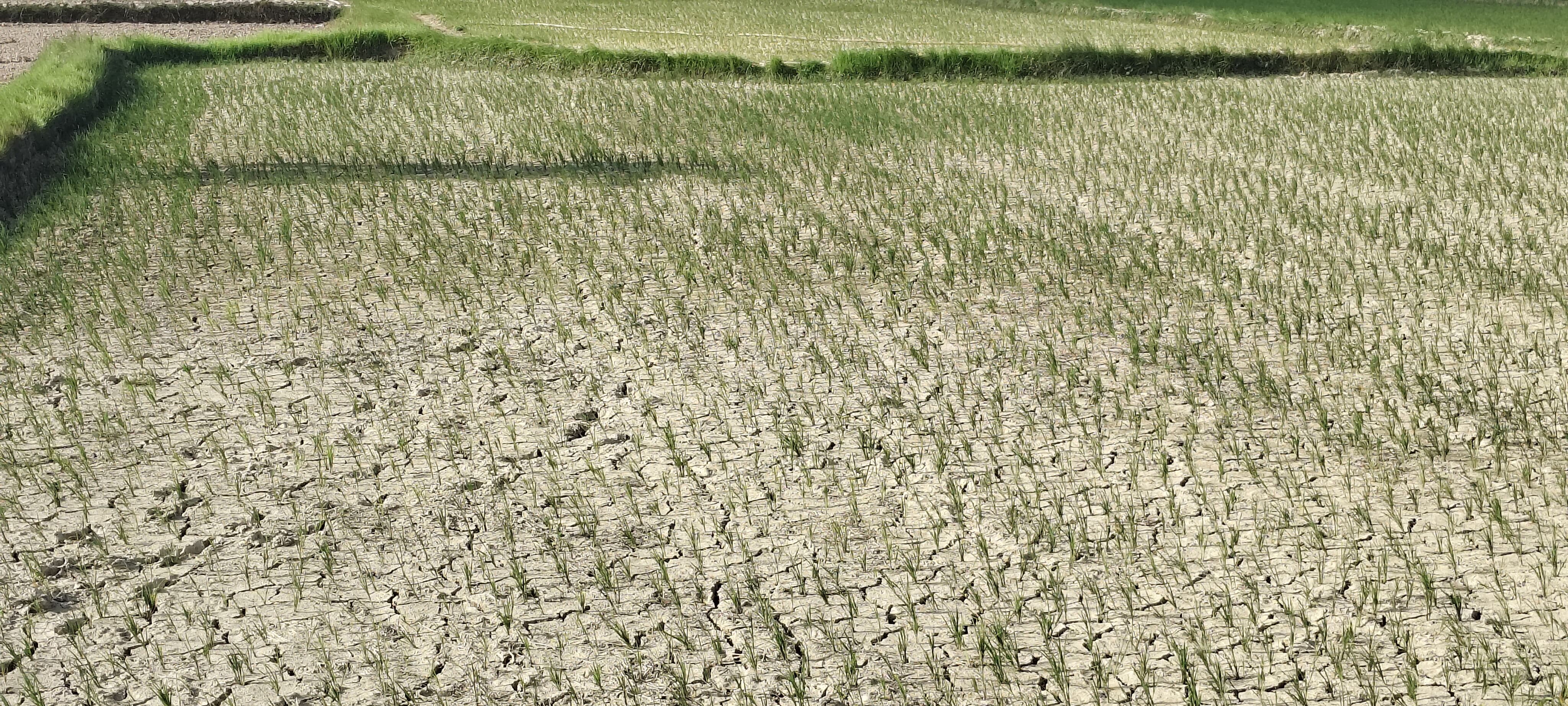 Tarai districts gasp for water