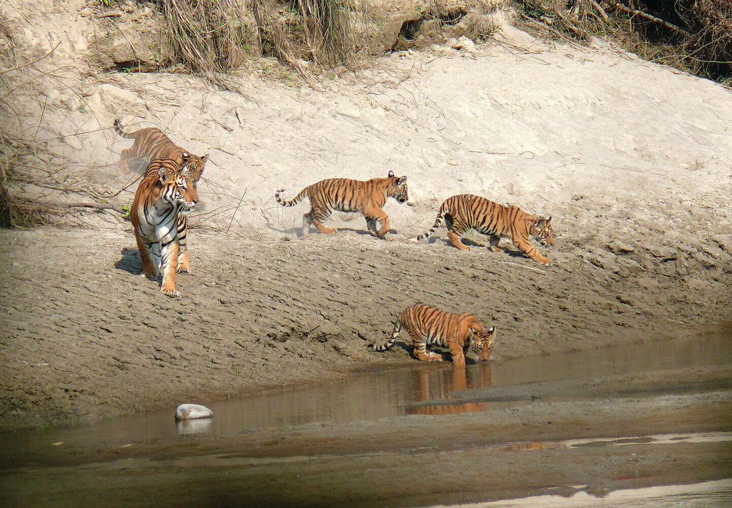 Nepal’s Tharu are tiger protectors
