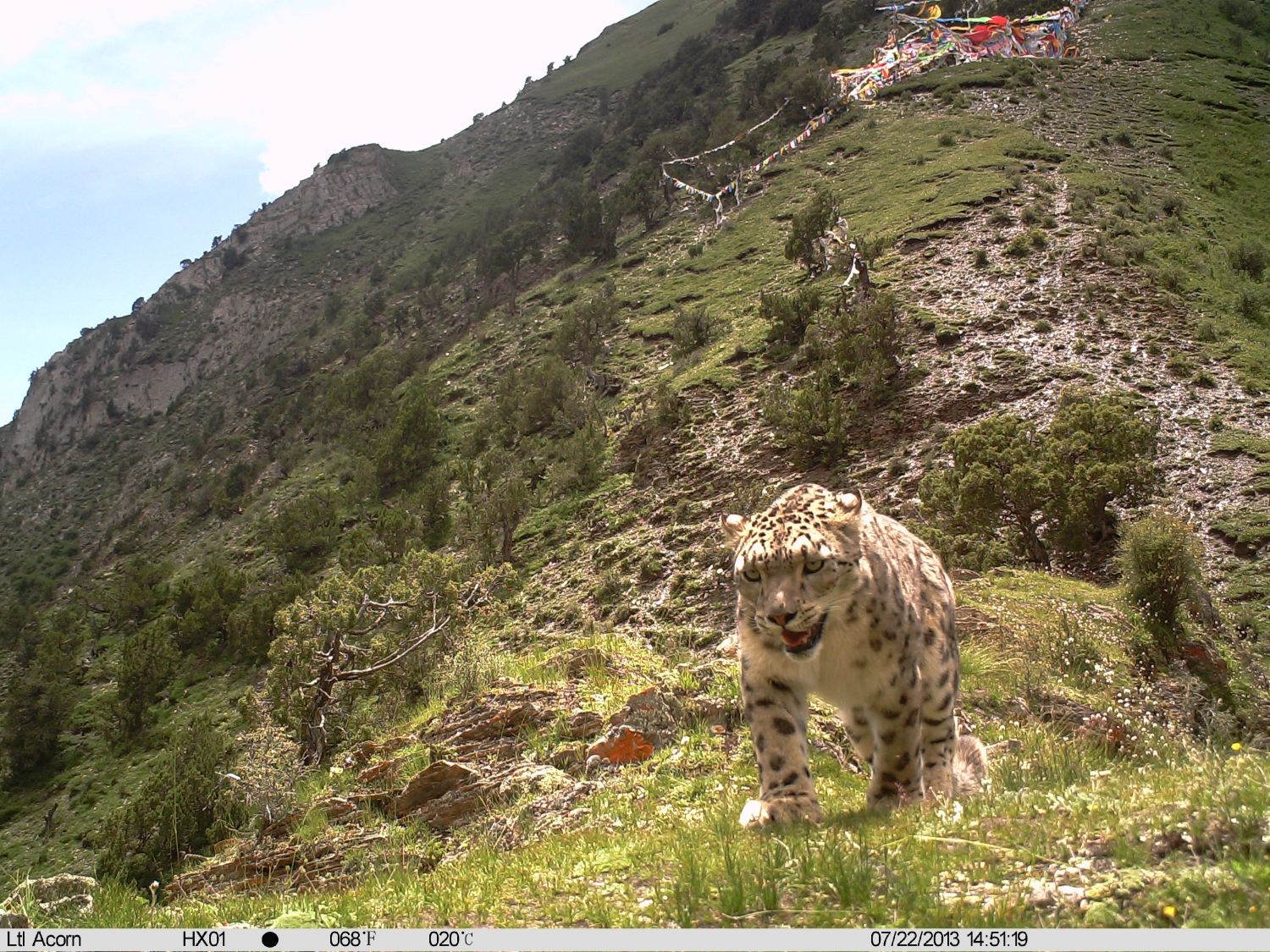 What future for snow leopards?