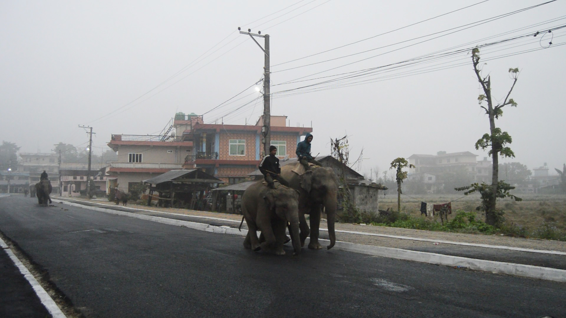 Nepal needs to enact and enforce animal law NT