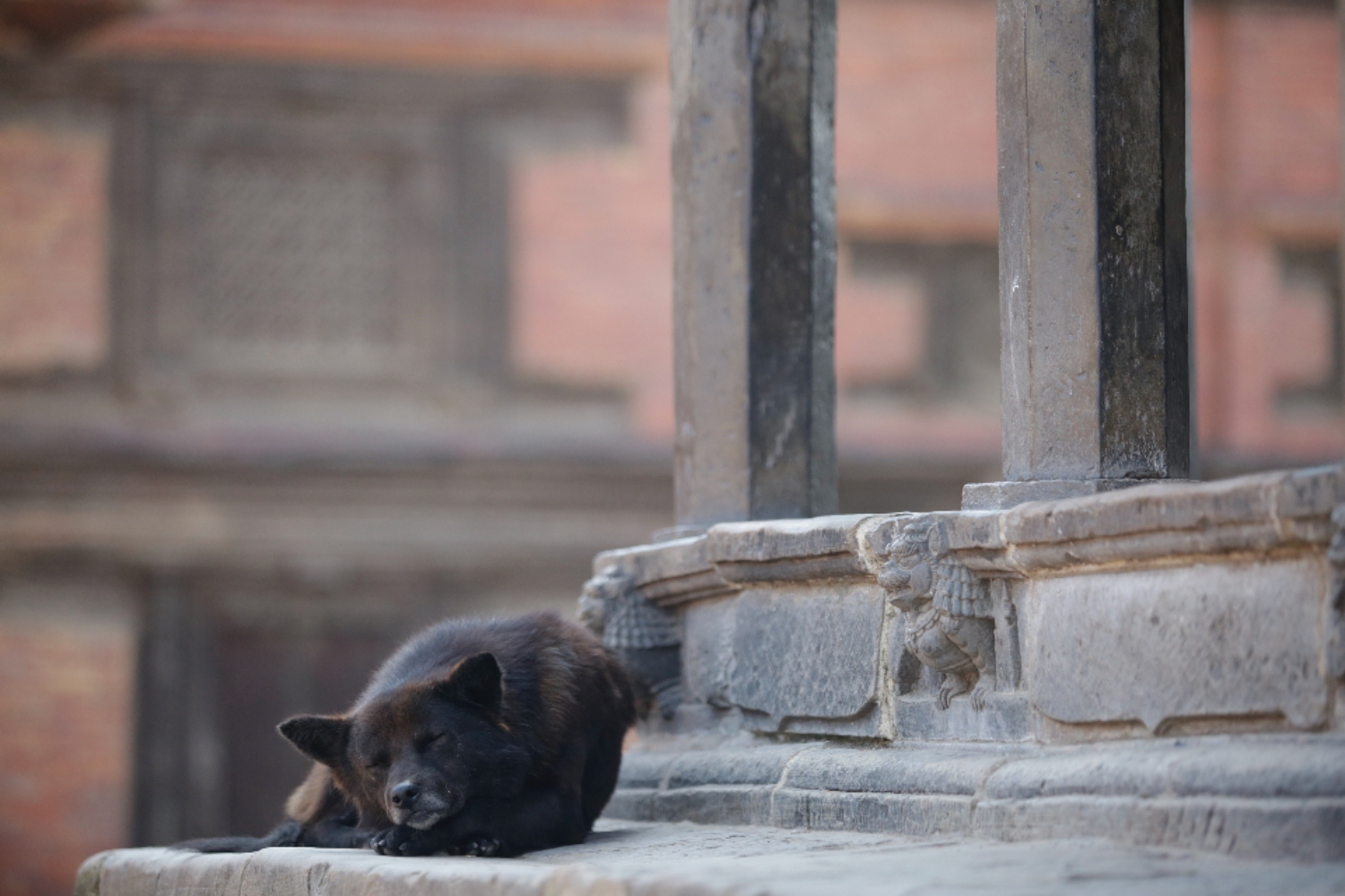 Nepal needs to enact and enforce animal law