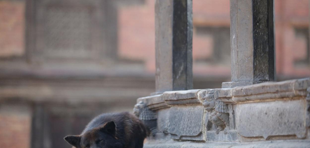 Nepal needs to enact and enforce animal law