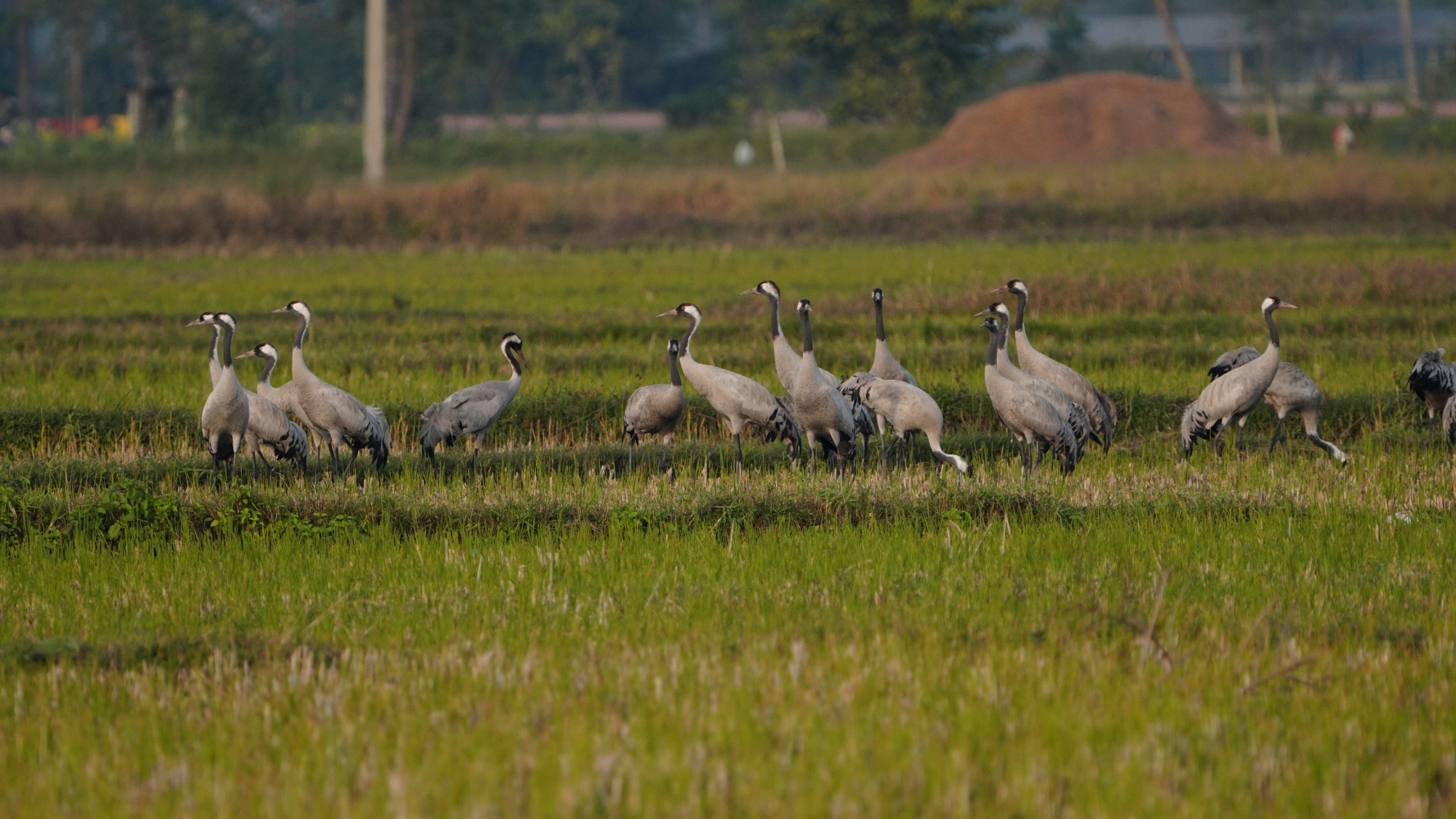 Nepal's vanishing wetlands