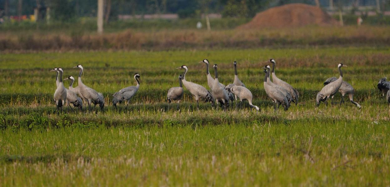 Nepal's vanishing wetlands