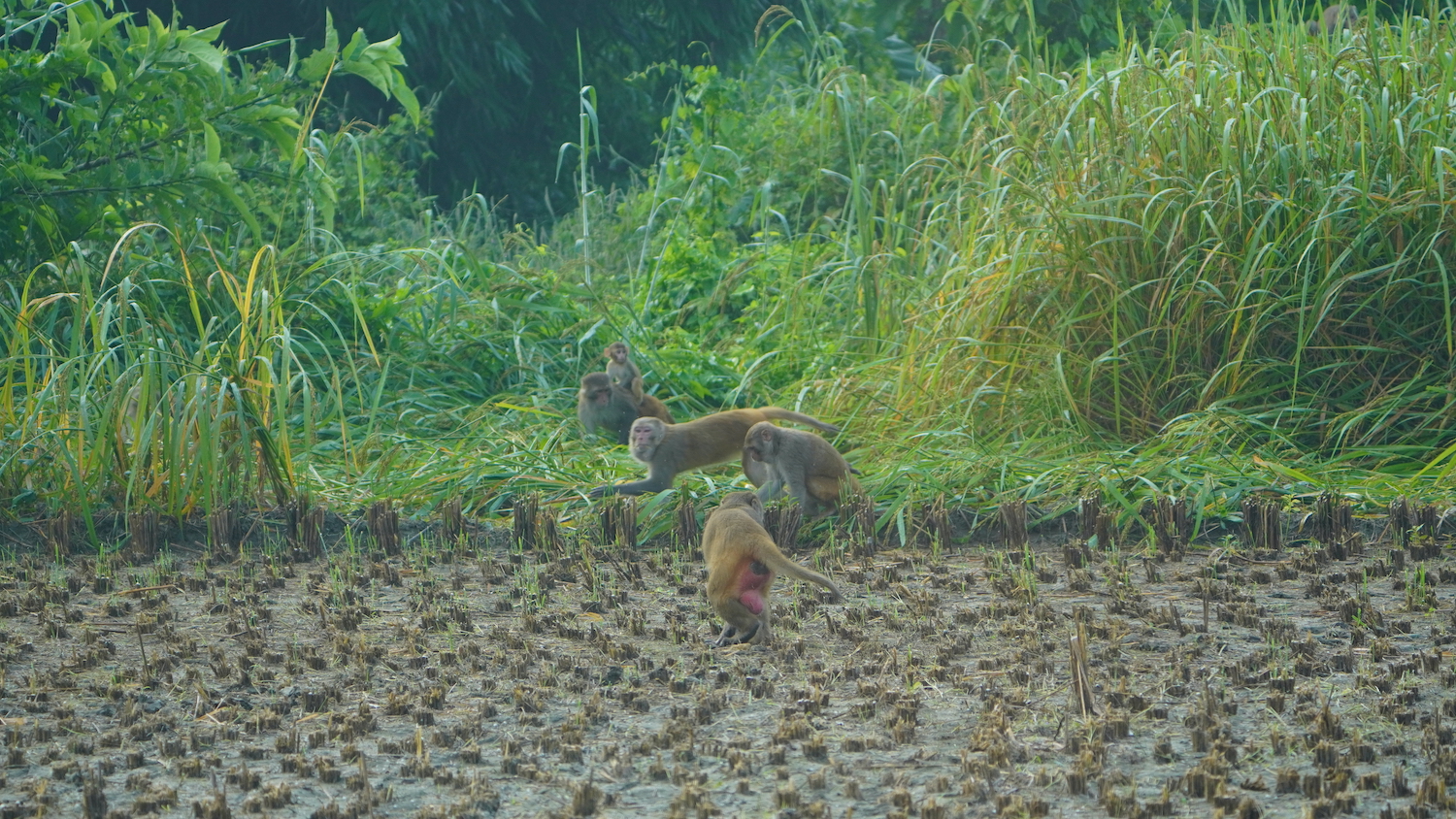 monkey paddy field menace meghauli