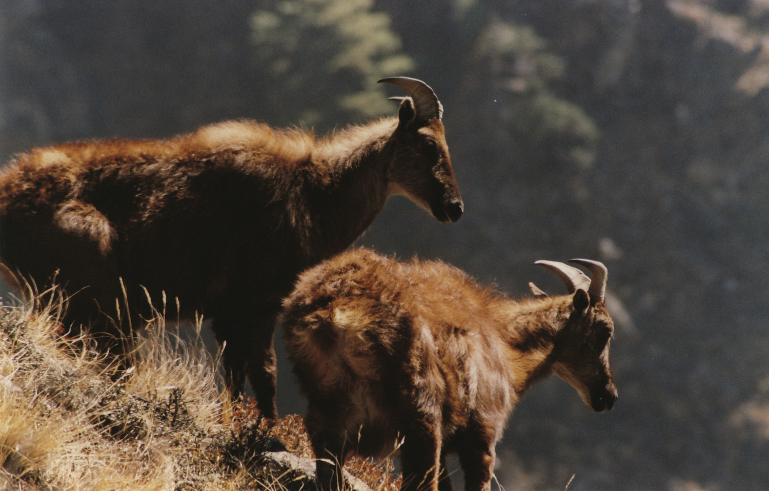 Himalayan Tahr
