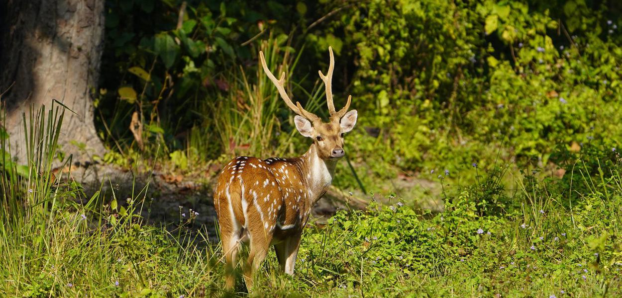 Regenerative conservation from zoologists in Nepal