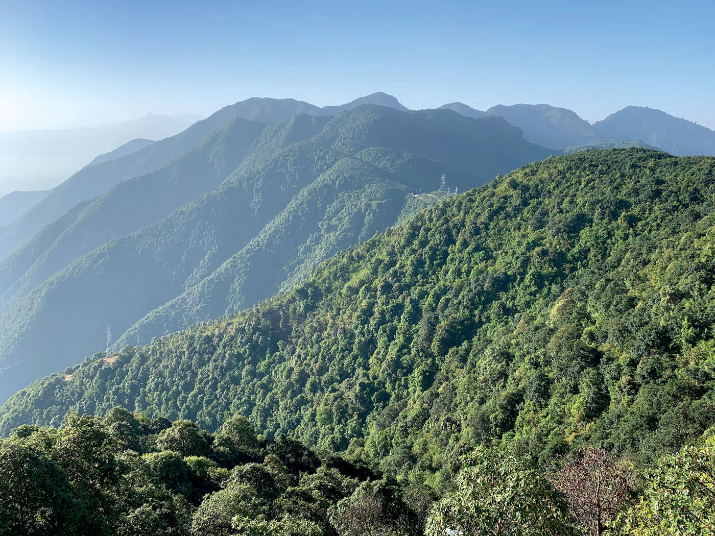 No forests, no economies