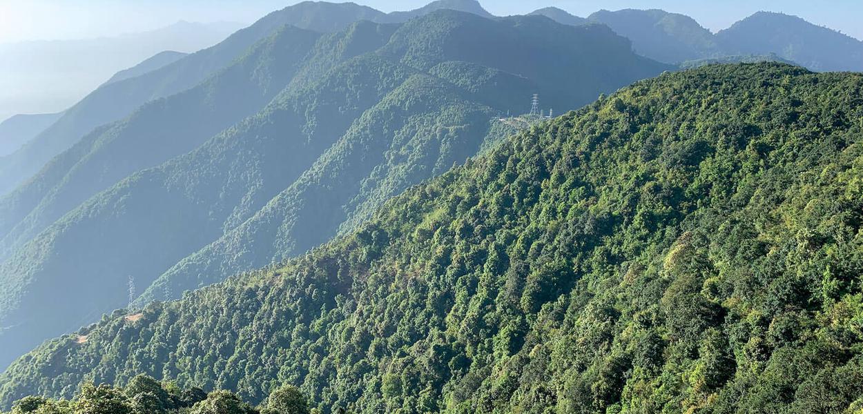 No forests, no economies