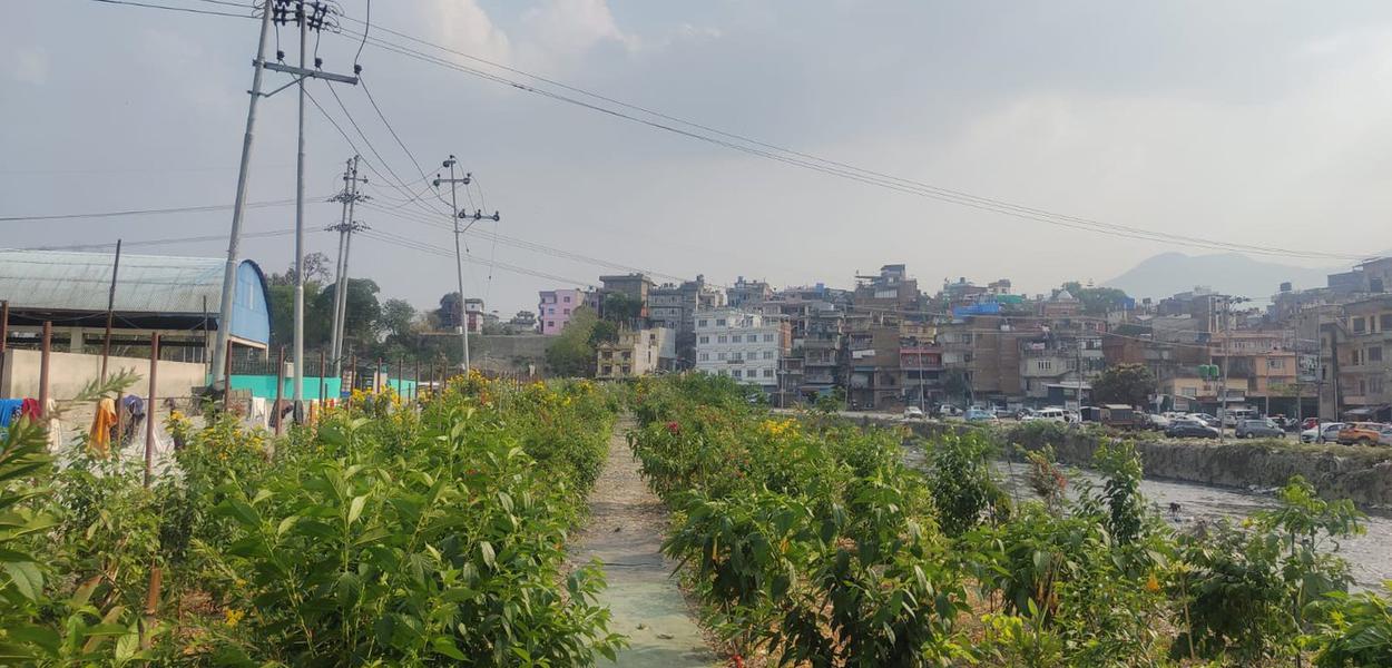 Planting seeds for a greener Kathmandu