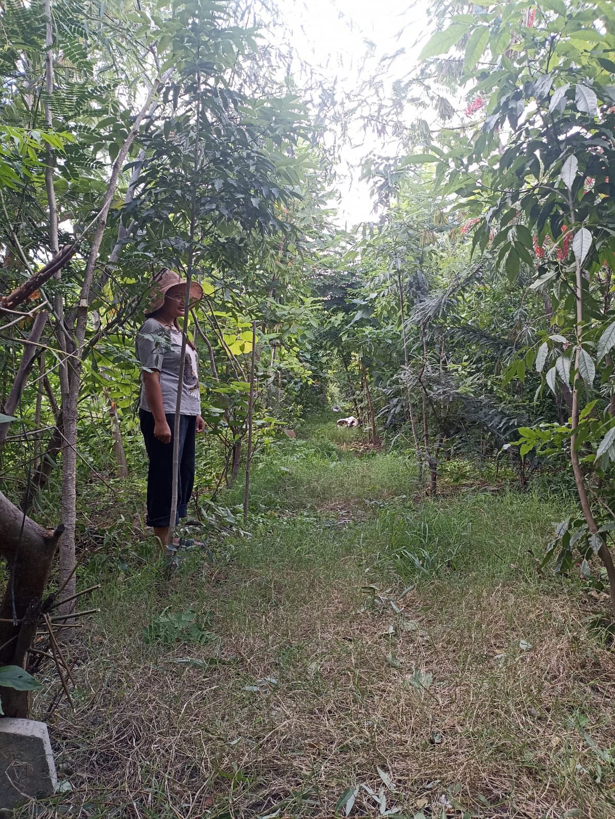 Planting seeds for a greener Kathmandu