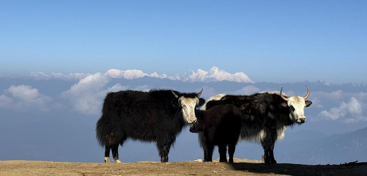 Nepal’s yak economy