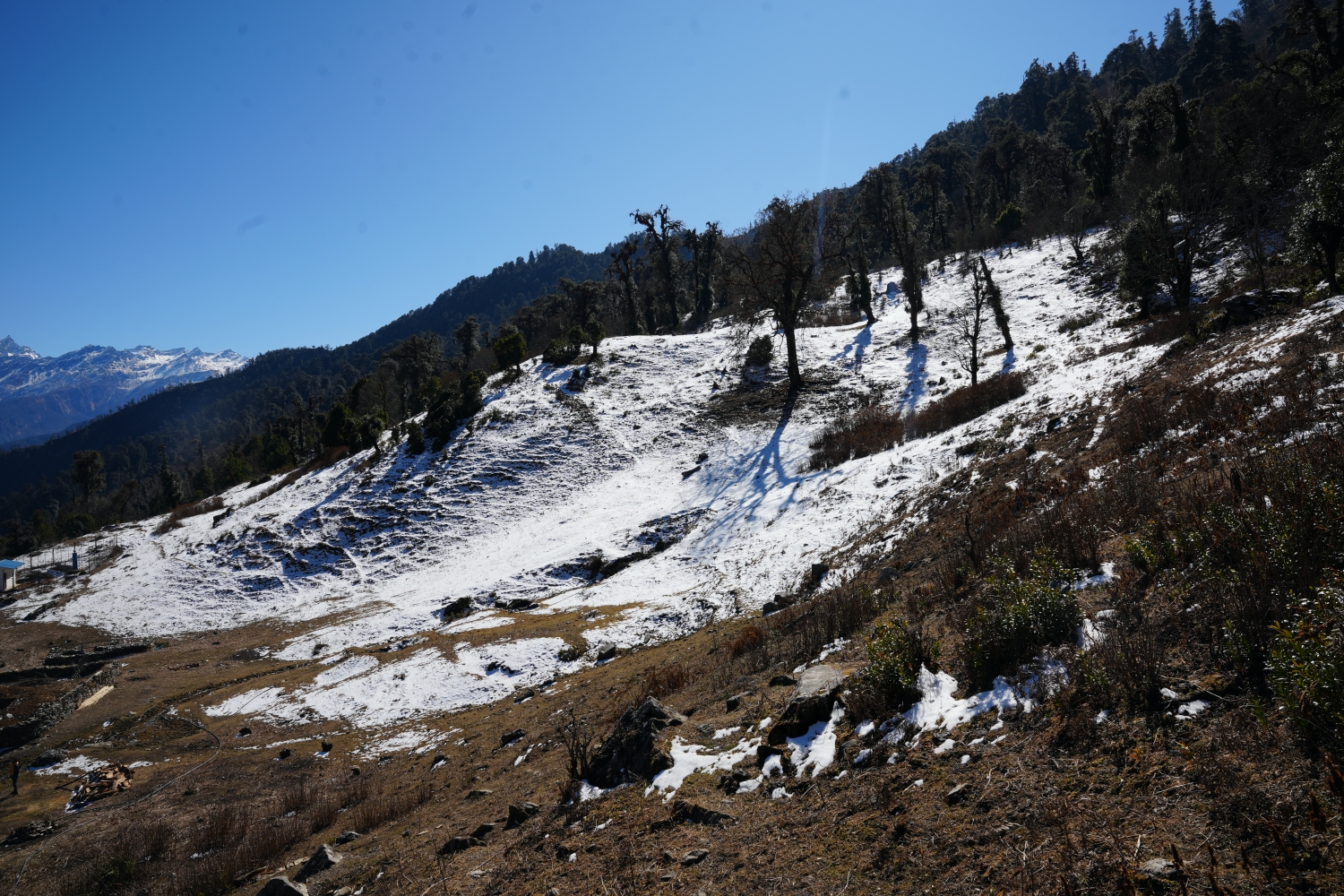 National Yak Day 2026