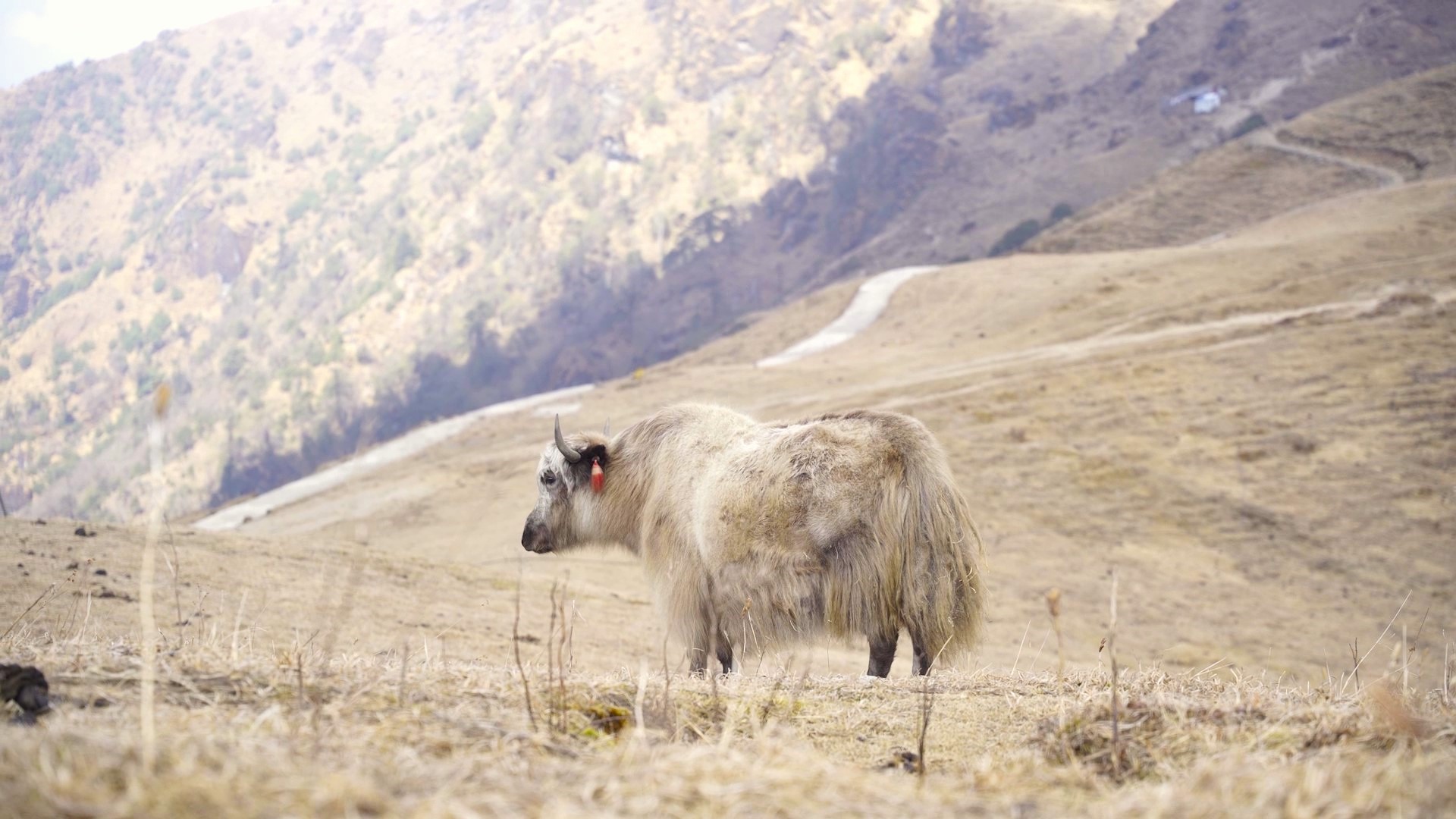 National Yak Day 2026