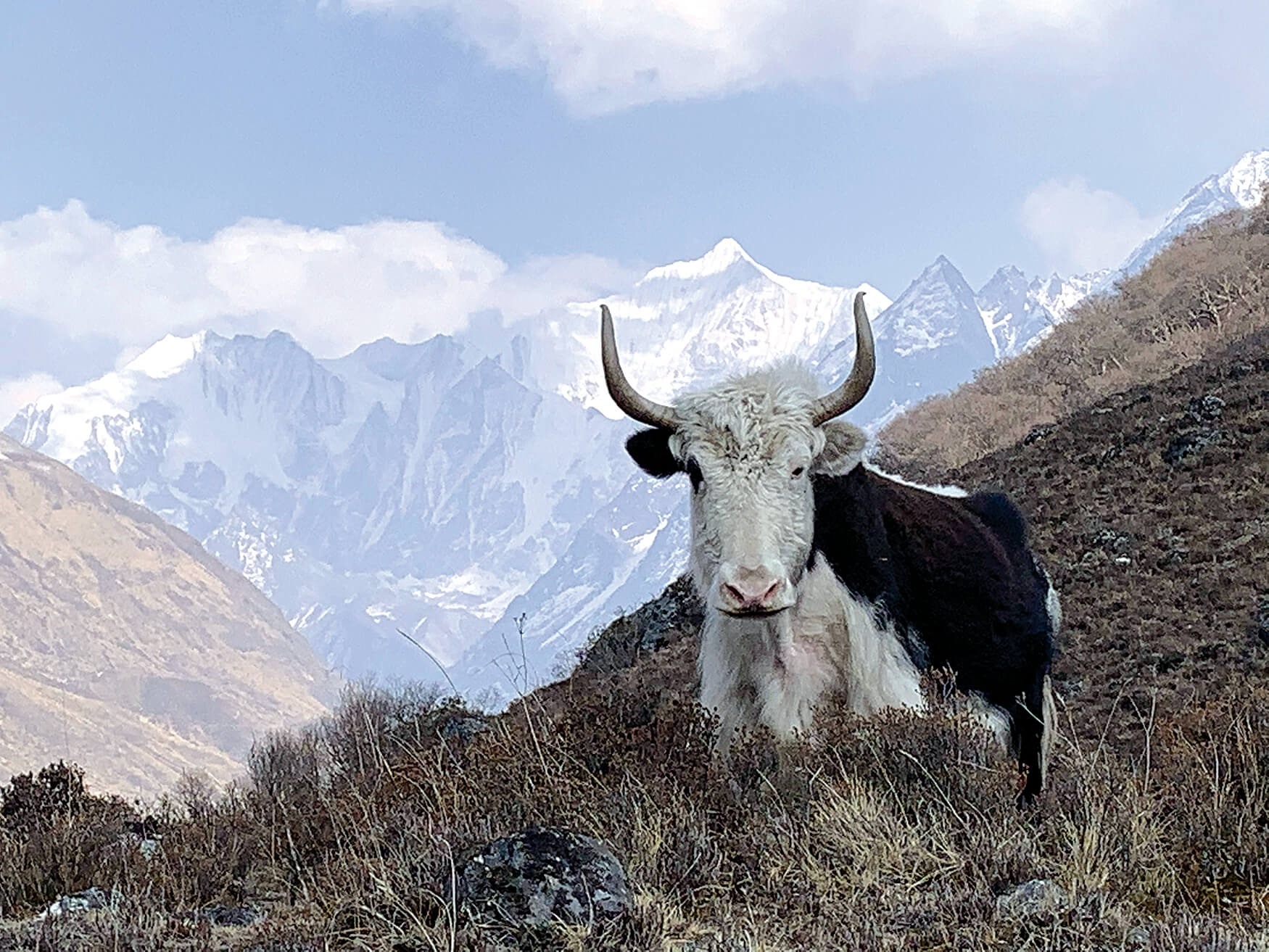 Yak