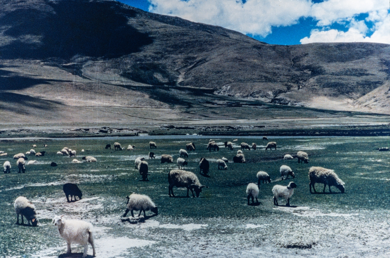 Rangelands of the Himalayan Range NT