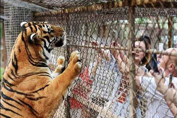 tigar Kina