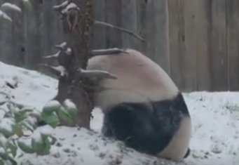 panda