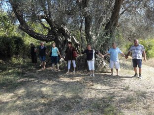 Maslinar Istra Bar