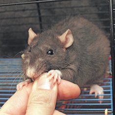 miš, pacov
